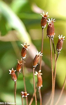 fall seed capsules