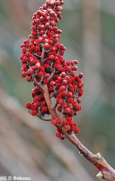 Smooth sumac prior year fruit