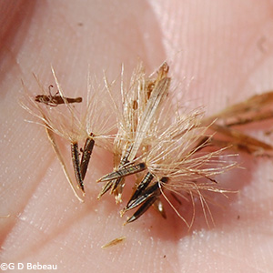 Joe Pyeweed seed head