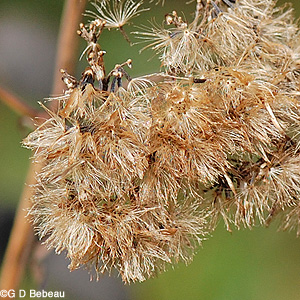 Joepye-weed seedhead