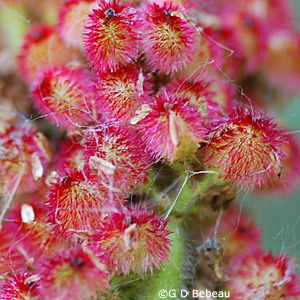 Staghorn sumac individual berry
