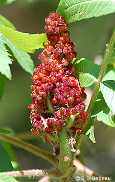 Staghorn sumac new fruit