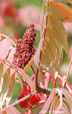 Staghorn sumac fall fruit