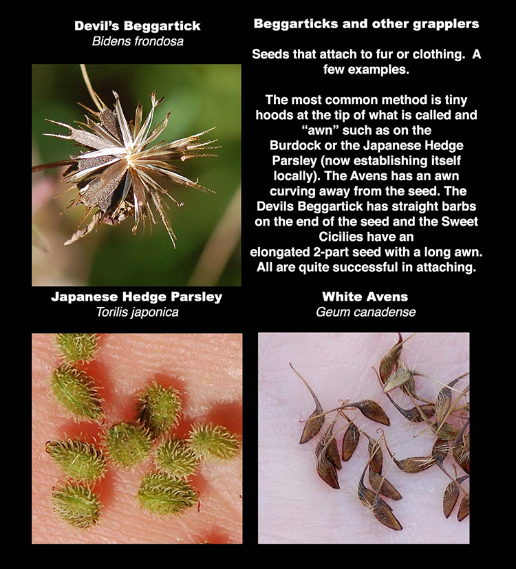 sticktight group one