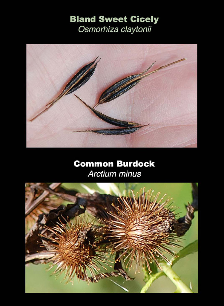 sticktight group two