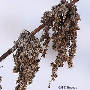 Seed cluster