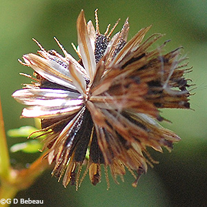 Seedhead