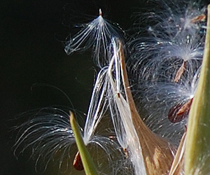 Swamp Milkweed Seed
