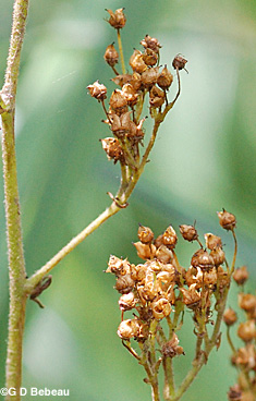 Swamp saxifrage seed head