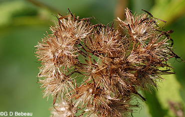Sweet Joe-Pye Weed seed head
