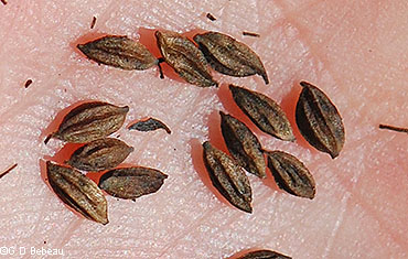 Seeds
