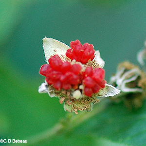 Thimbleberry