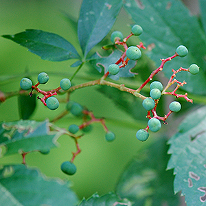 Virginia Creeper mature fruit