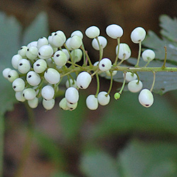 Plant 21