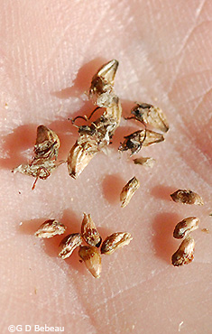 seeds