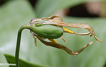 White Trout lily seed capsule
