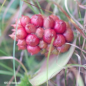 wild calla fruit