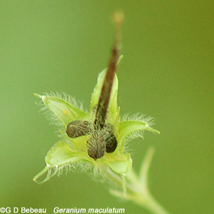 Wild Geranium Seedhead