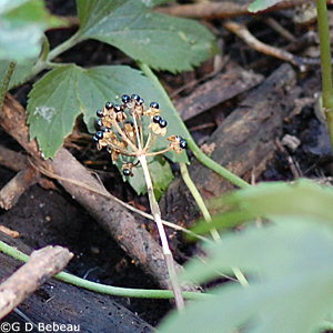 Wild Leek seed stem