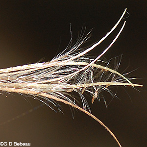 Willowherb seeds