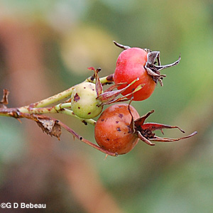 Woods' Rose hips