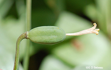 Yellow Trout Lliy seed capsule