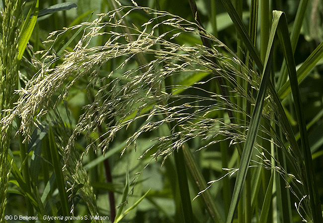 inflorescence