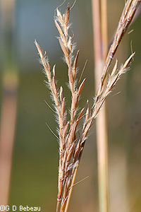 Big Bluestem