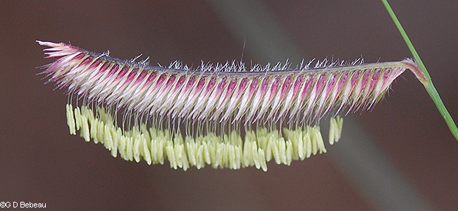 Flowering