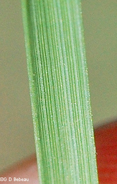 leaf blade