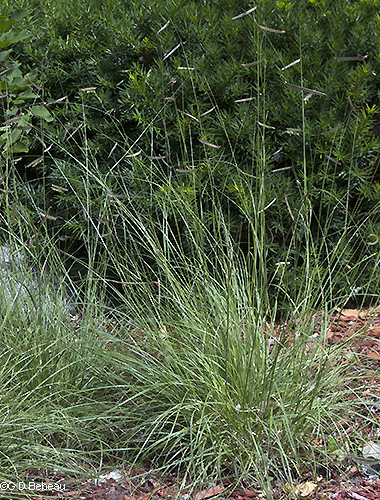 full plant