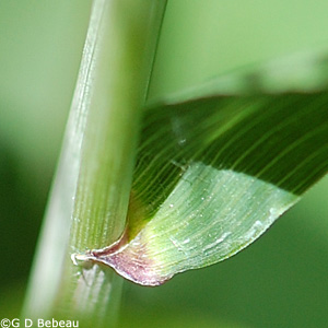 Eastern Bottlebrush Grass auricle