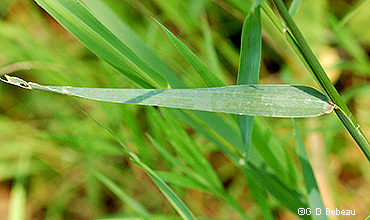Leaf