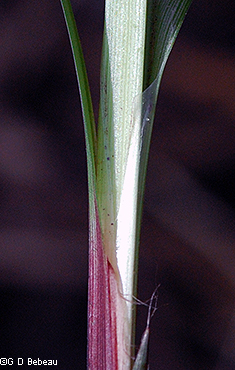 base sheath