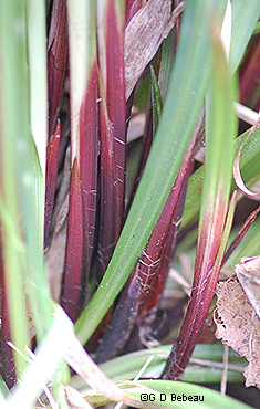base stems