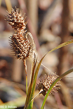 Fall spikes