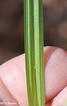 leaf underside