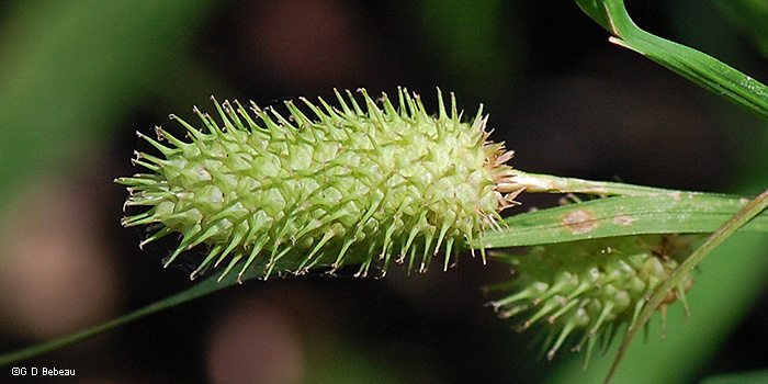 pistillate spike