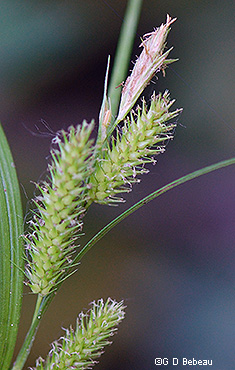 inflorescence