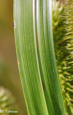 Blade detail
