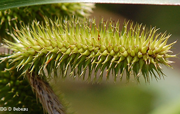 Fruit summer