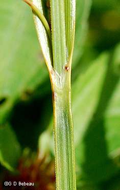 Sheath