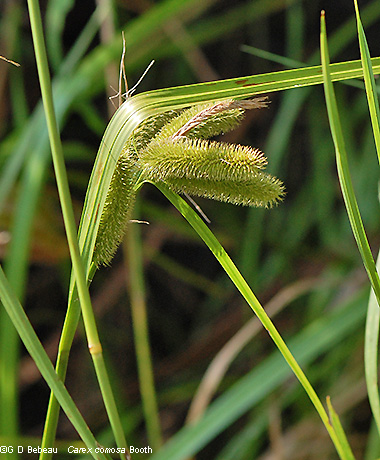 plant inflorescence