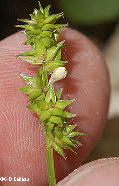 inflorescence