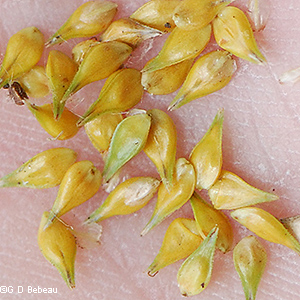 perigynia