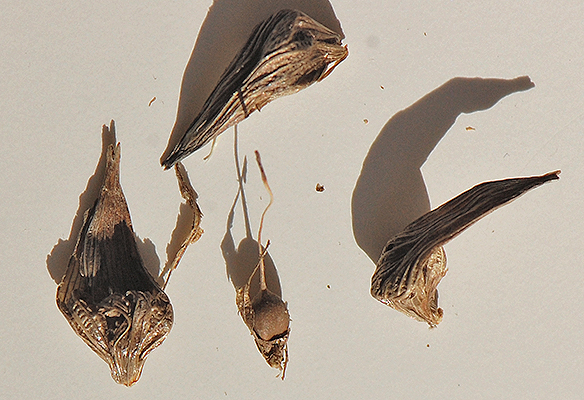 dry seeds