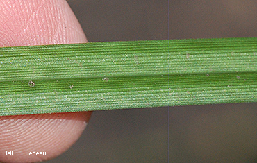 leaf
