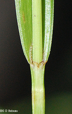 sheath