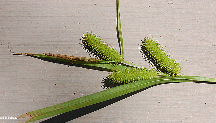 Inflorescense