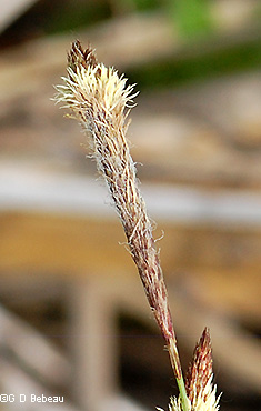 staminate spike flowers